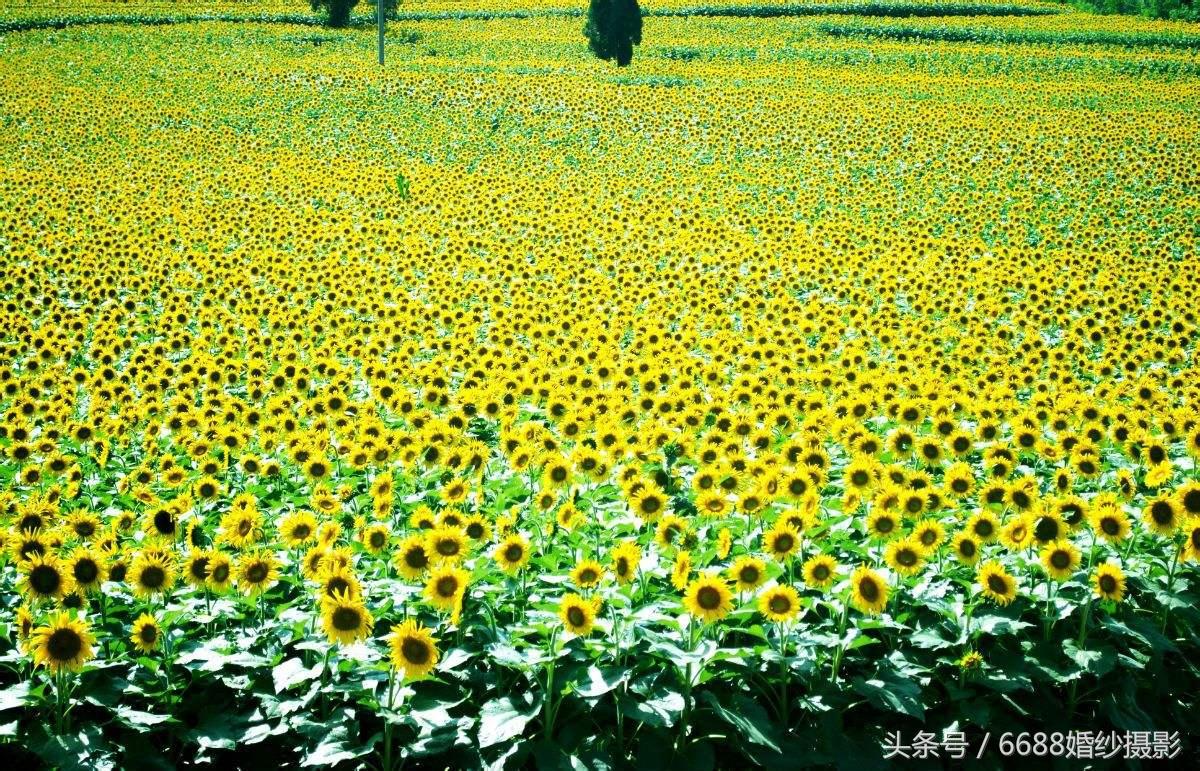 婚纱照外景名称_婚纱照外景风格推荐_婚纱外景照名称大全